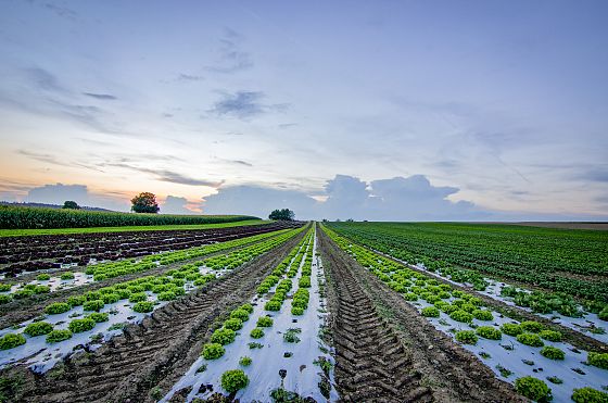 Wwf: “Pesticidi fuori controllo”