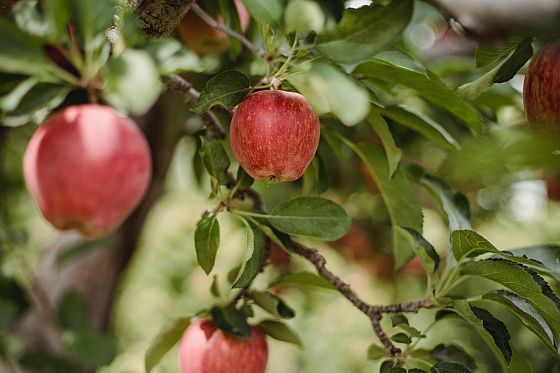 L’Onu dichiara il 2021 anno della frutta e della verdura