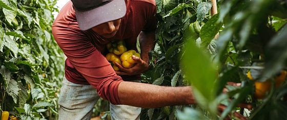 Quel divario salariale (enorme) che separa lavoratori italiani e migranti