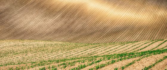 Riallineare pratiche agricole e tutela della biodiversità conviene, ecco perché