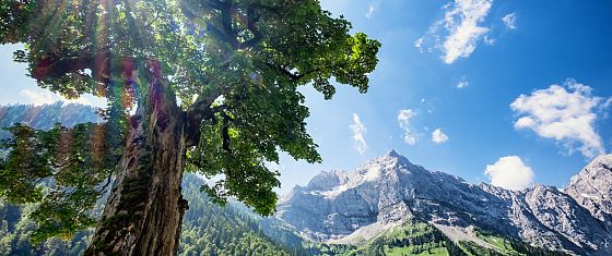 Clima e natura: sette buone notizie del 2024 che sono passate inosservate