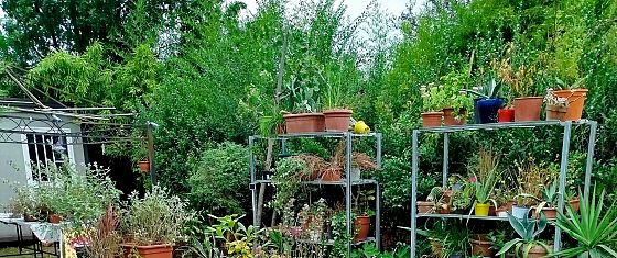 Le rubriche settimanali 