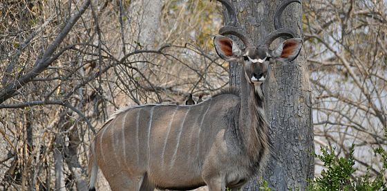Il paradosso della caccia sportiva in Africa: uccidere per conservare la specie 
