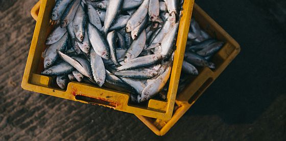 Menù a base di pesce? Meglio se con specie “climate winners” nel piatto