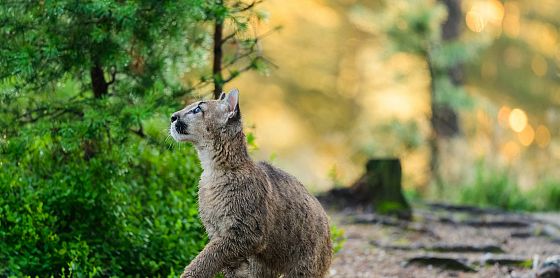 L’allarme del Wwf: “la natura continua a scomparire a un ritmo senza precedenti”