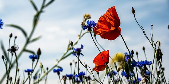 Nature Restoration Law: ecco come restaurare la biodiversità in Italia