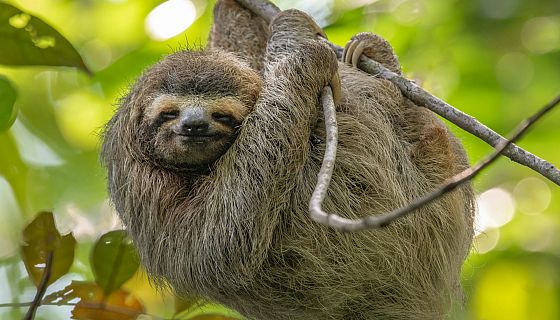 Chi va piano va sano e va lontano. Ma ci crediamo ancora?