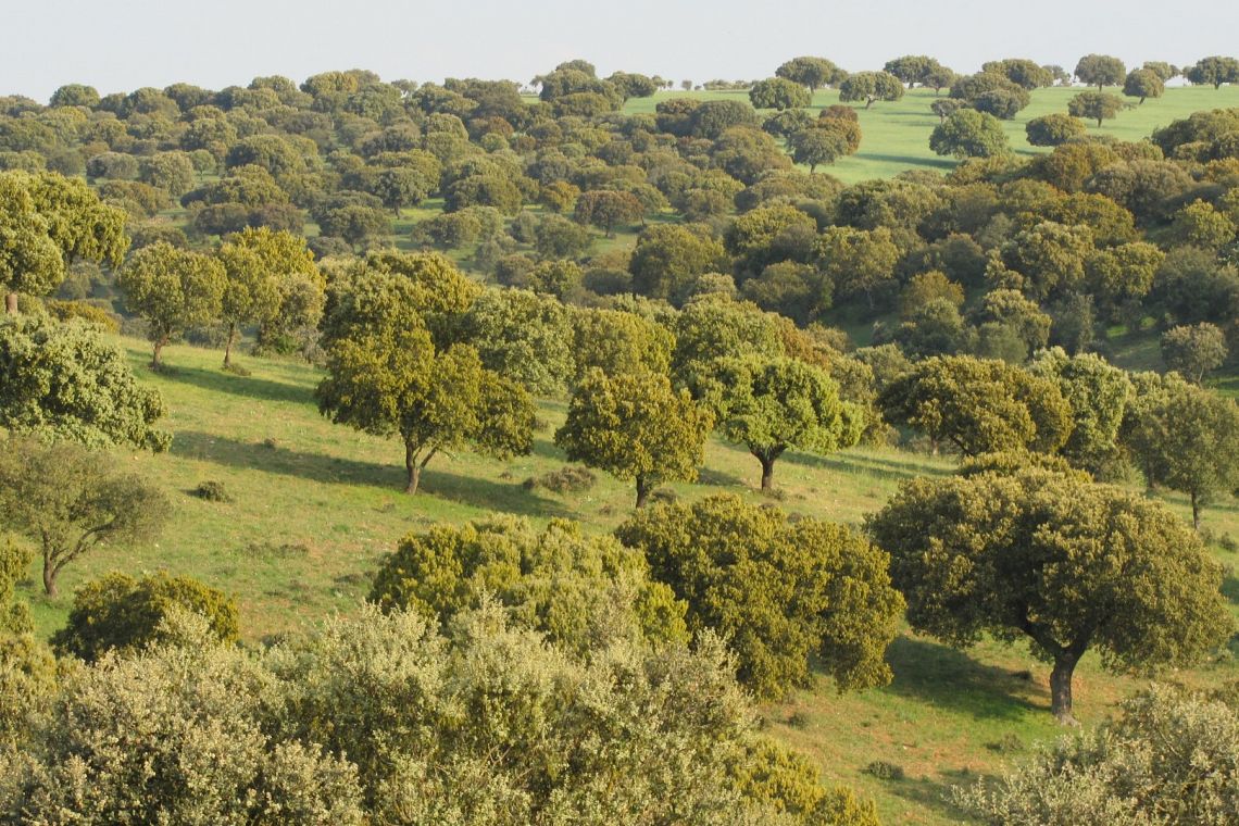 Foreste del Mediterraneo, uno scrigno di biodiversità da proteggere