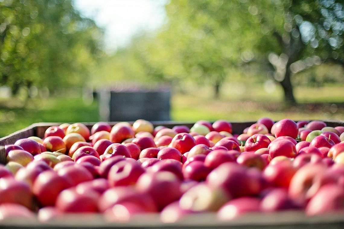 Il mondo è fuori strada su molti SDGs relativi all’agricoltura e all’alimentazione