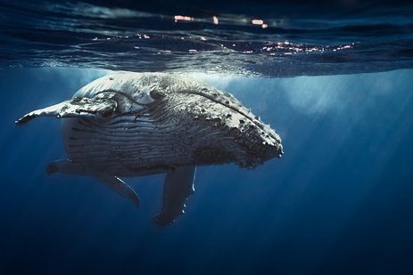 Balene, bocciata ancora una volta la nuova riserva protetta per i giganti del mare