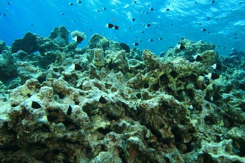 Mediterraneo bollente, il cambiamento climatico mette a rischio la biodiversità 