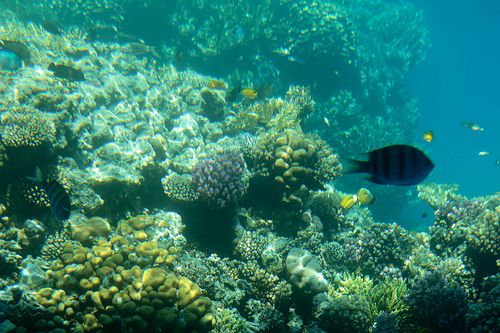 Le agende internazionali si mobilitano per la salvaguardia della risorsa oceano