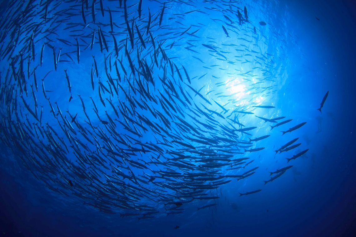 Contro mercato illegale pesca, da Tokyo meeting su trasparenza e sostenibilità