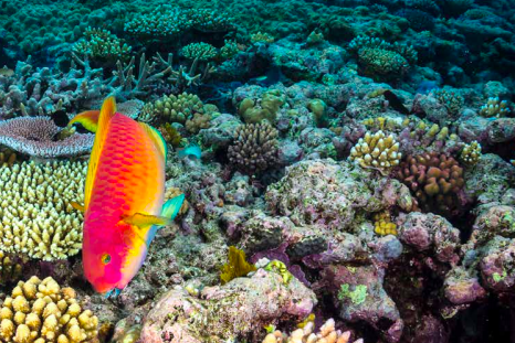 Great Barrier Reef Report: barriera corallina in crisi, bisogna agire ora