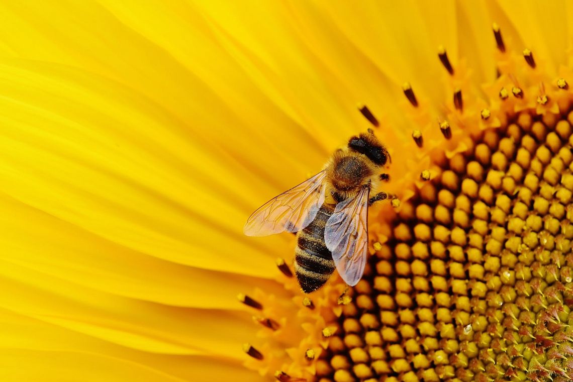 La perdita di biodiversità entro il 2050 ci costerà 10mila miliardi di dollari