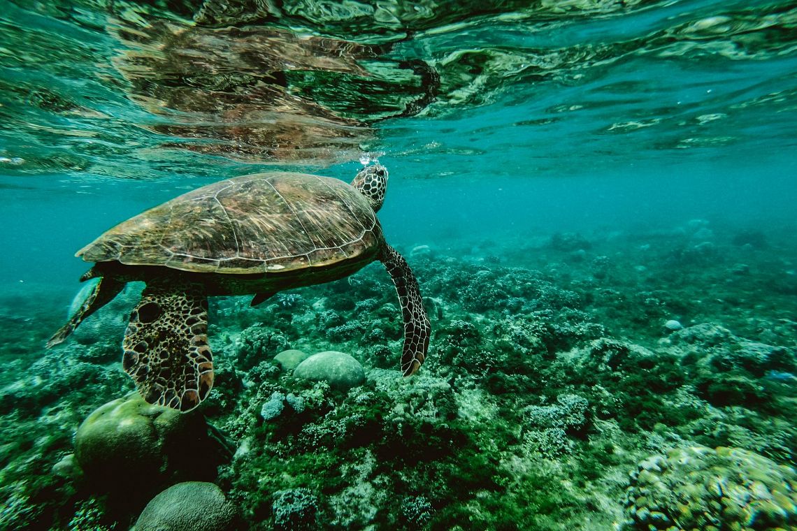 Oceani: il 2019 è l’anno più caldo mai registrato 