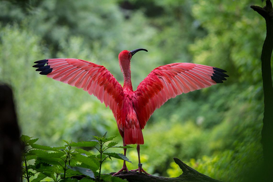 La prima stesura del piano globale per la biodiversità non tutela tutte le specie