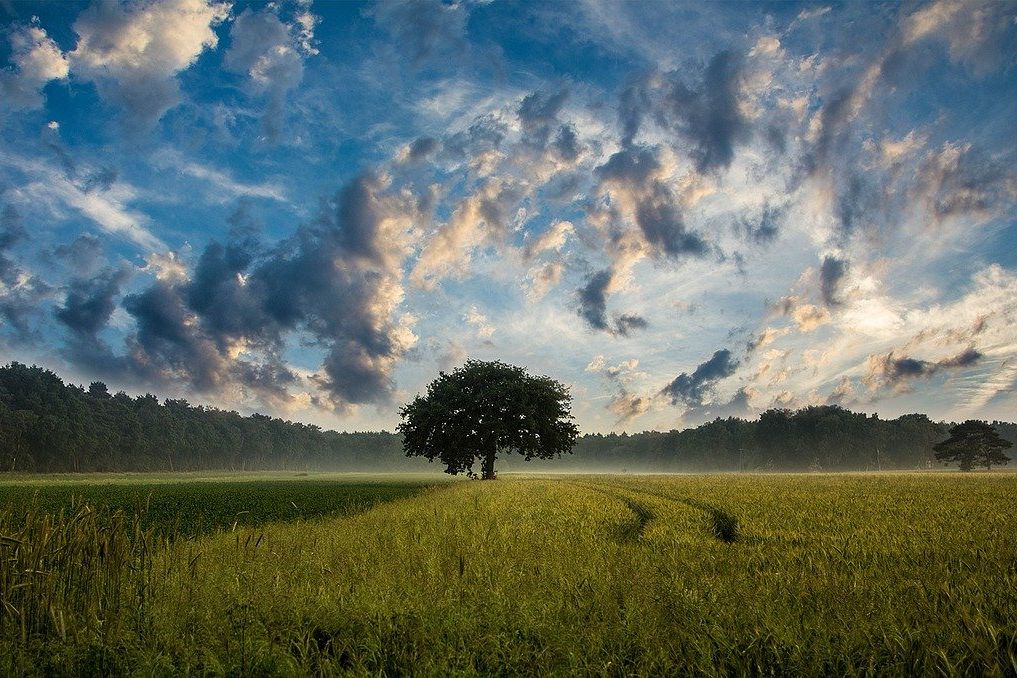 L’eclissi green: come la pandemia ha oscurato l’ambiente sui mezzi di comunicazione