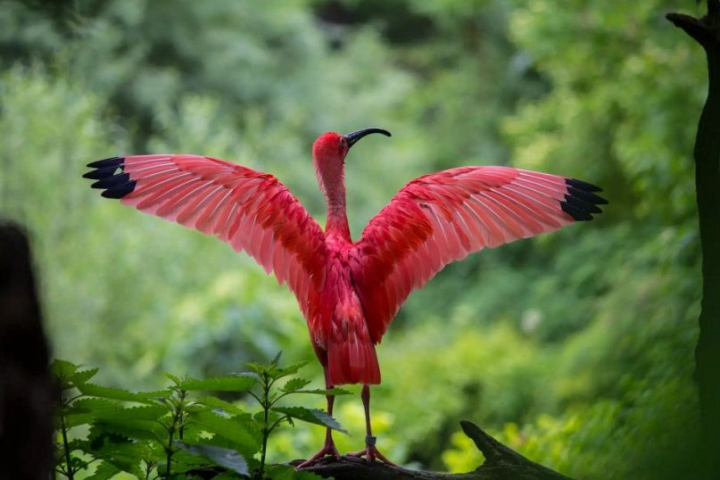 FOCUS. Per proteggere la biodiversità bisogna agire sui fattori che la mettono a rischio