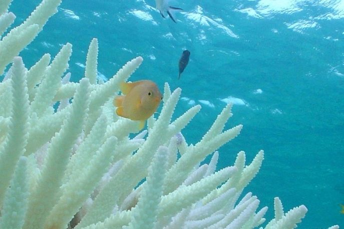 Le barriere coralline rischiano di sparire entro la fine del secolo