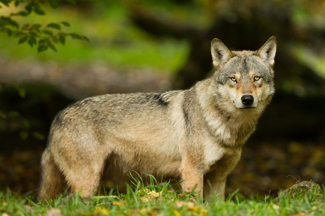 Rinnovabili, contabilità, sussidi dannosi: come preservare la biodiversità italiana