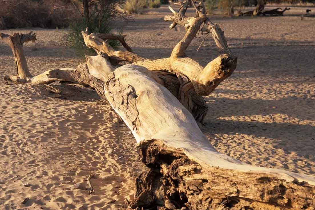 Affrontare l'impatto del clima e del degrado ambientale su pace e sicurezza