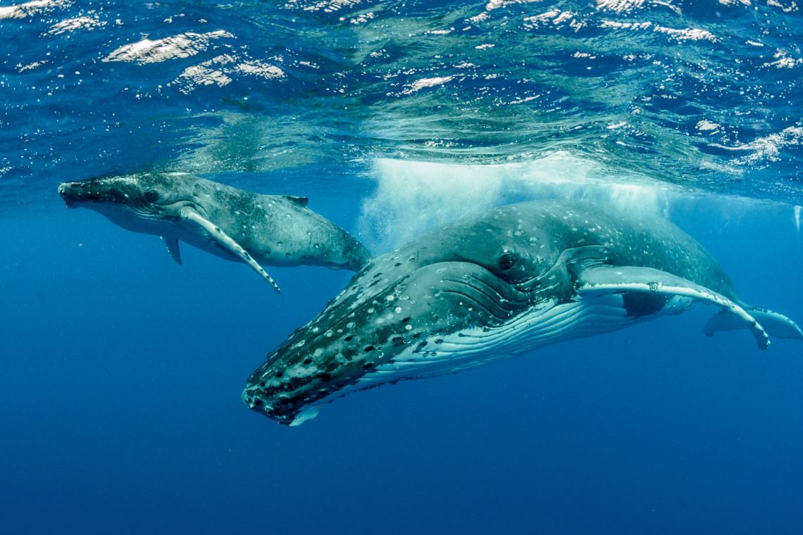 La personalità giuridica della natura: quando fiumi e animali hanno diritti legali