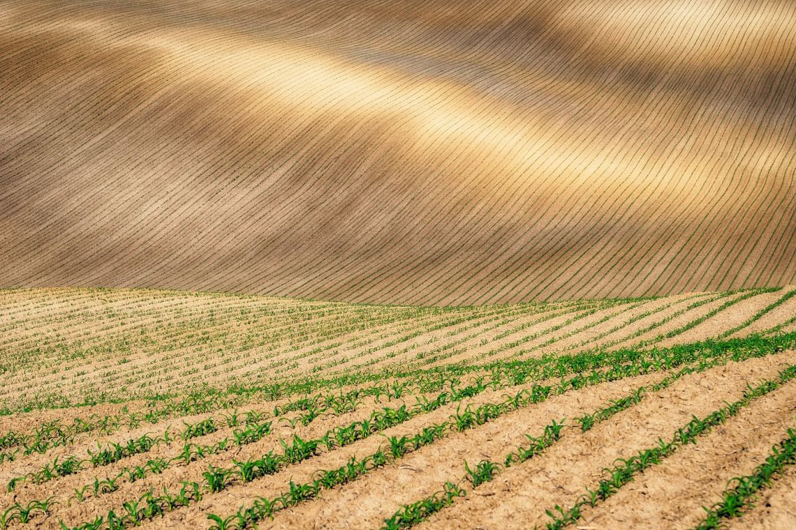 Riallineare pratiche agricole e tutela della biodiversità conviene, ecco perché