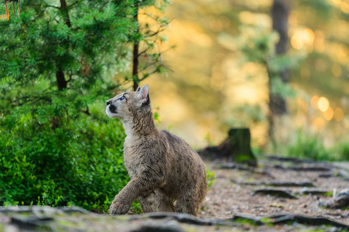 L’allarme del Wwf: “la natura continua a scomparire a un ritmo senza precedenti”