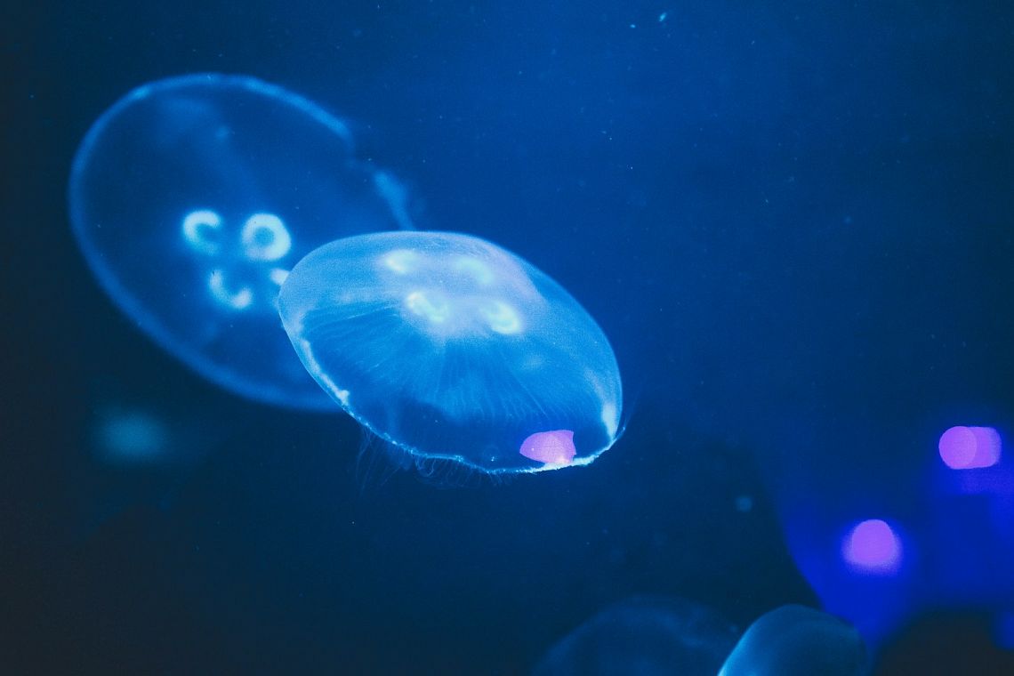 FOCUS. Sfruttare o salvare i fondali oceanici? La sfida è diventata geopolitica
