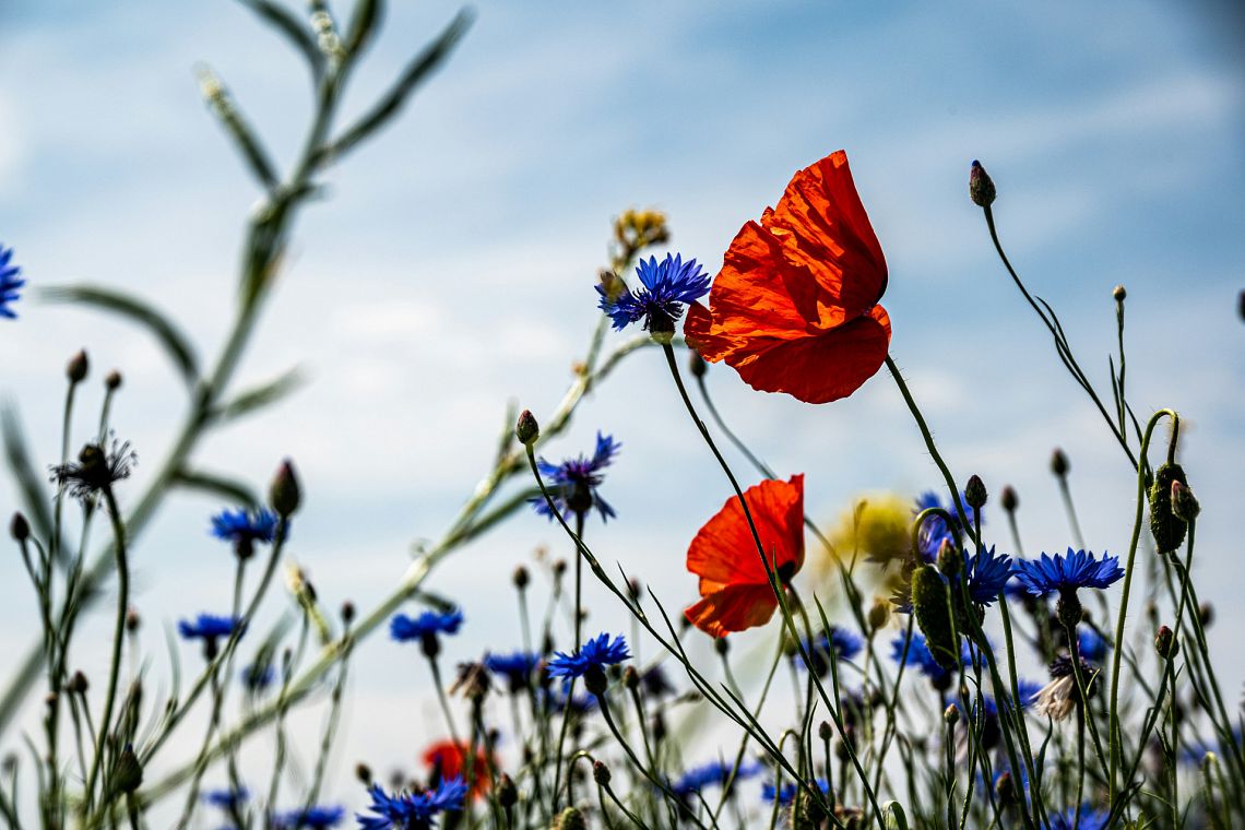 Nature Restoration Law: ecco come restaurare la biodiversità in Italia