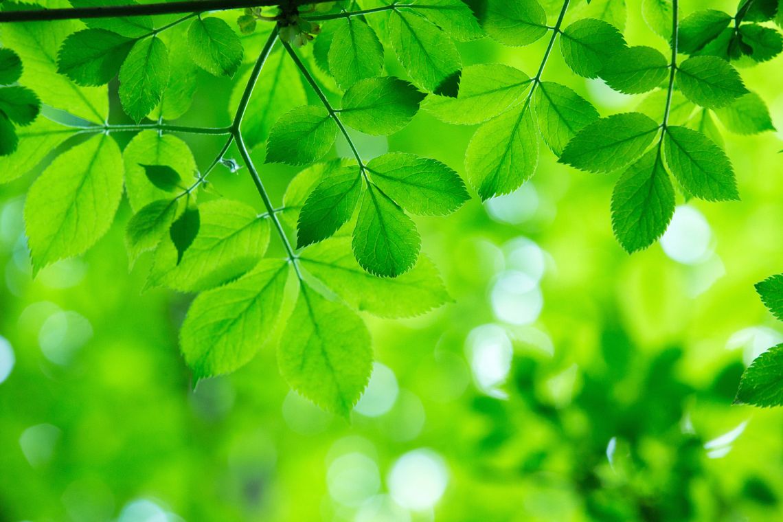 Le soluzioni basate sulla natura aumentano la resilienza ai cambiamenti climatici 