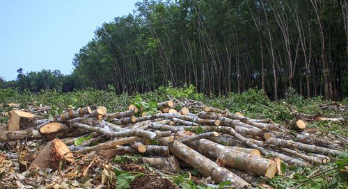 La deforestazione mette a rischio la lotta al cambiamento climatico