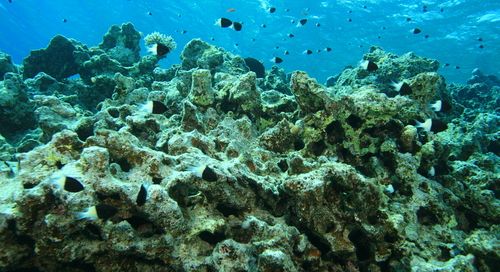 Verso una conferenza intergovernativa per salvare gli oceani