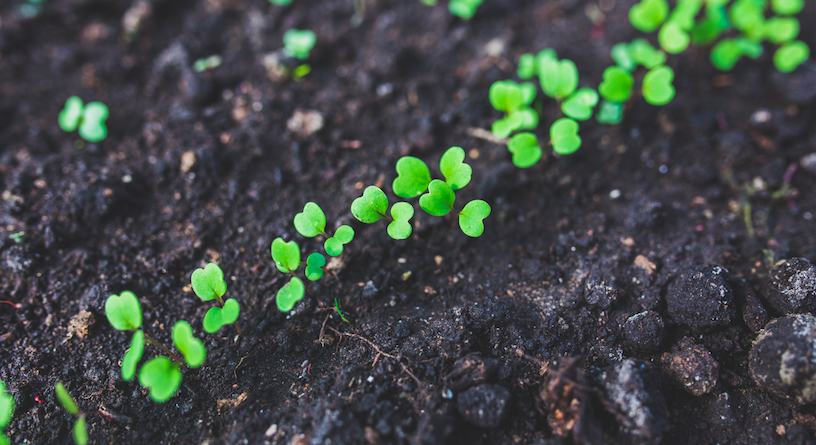 Suolo che cattura carbonio: così l’agricoltura combatte il cambiamento climatico