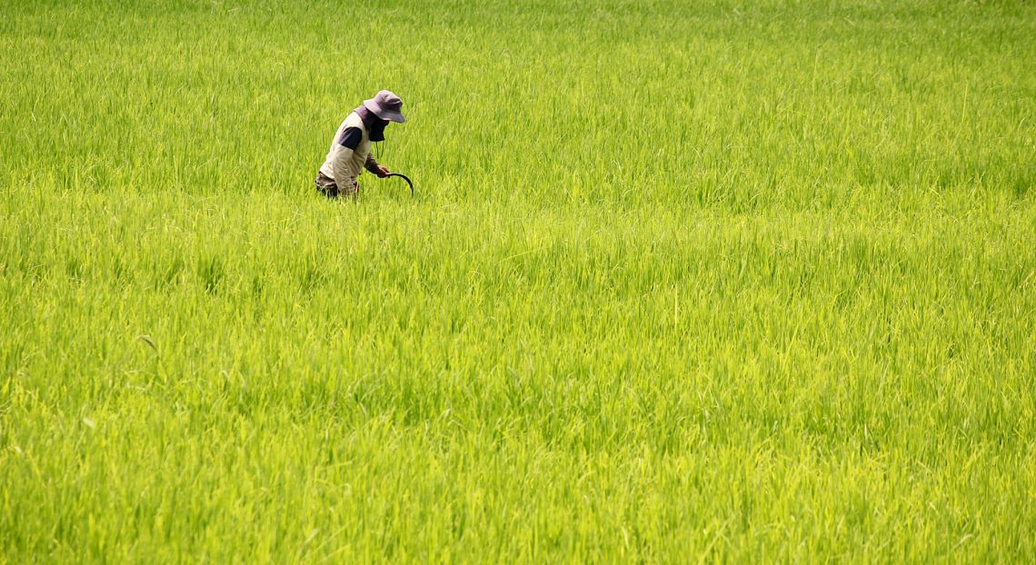 Fao: per gestire le migrazioni occorre investire nell’agricoltura locale