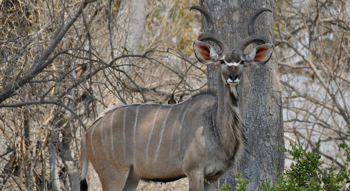 Il paradosso della caccia sportiva in Africa: uccidere per conservare la specie 