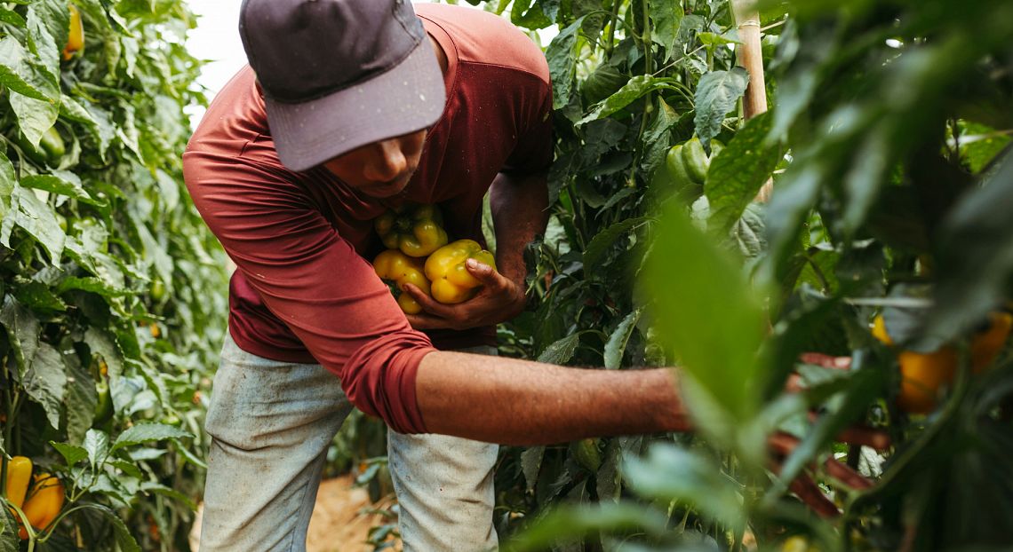 Quel divario salariale (enorme) che separa lavoratori italiani e migranti