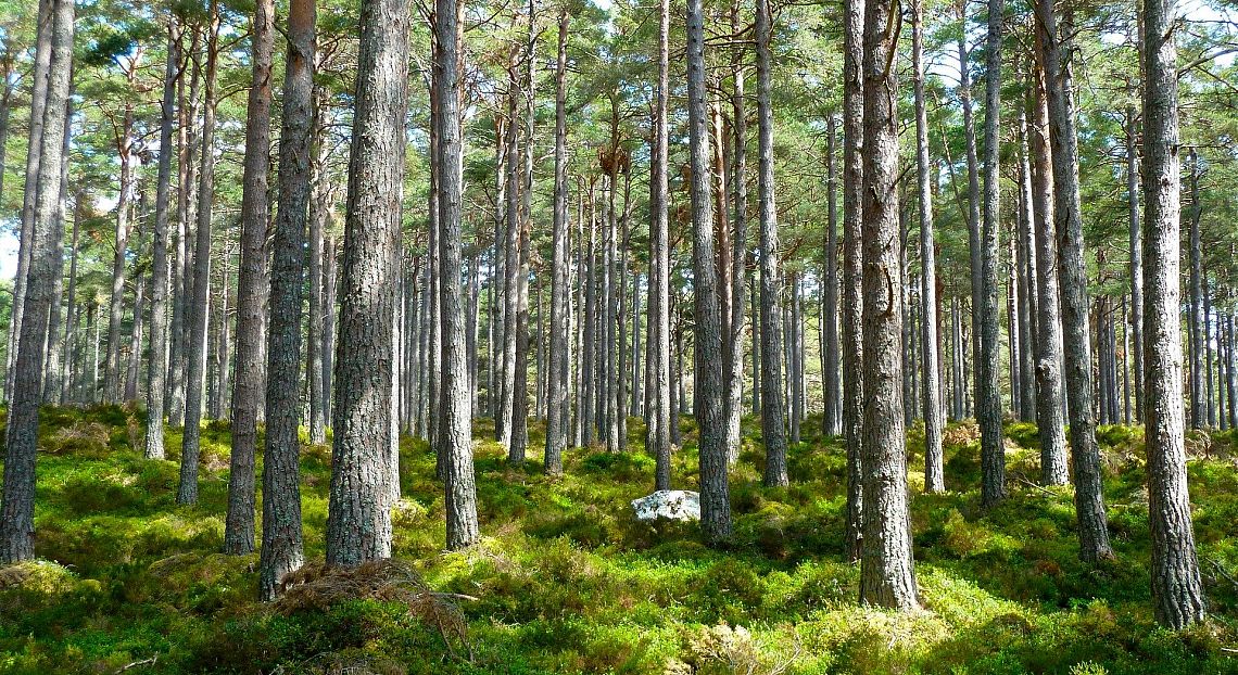 Il contributo del settore forestale agli Obiettivi di sviluppo sostenibile 