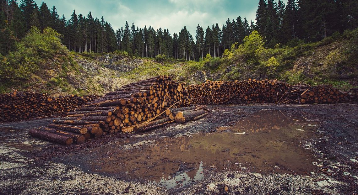 L’Europa importa un terzo dei prodotti agricoli associati alla deforestazione