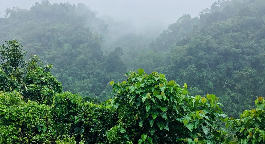 Foreste tropicali in affanno, assorbono sempre meno anidride carbonica