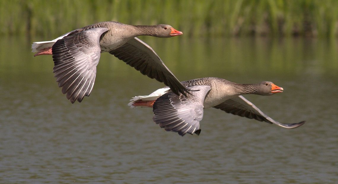 Il declino delle specie migratrici: a rischio tre su quattro, Onu lancia l’allarme