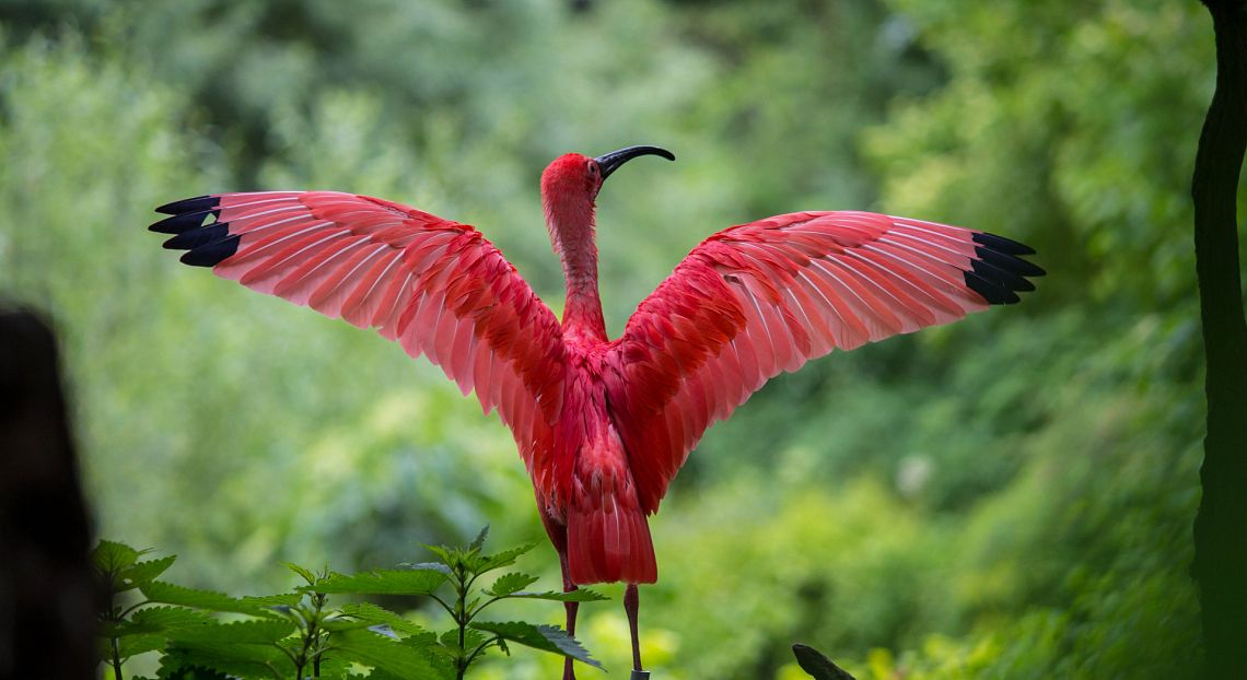 La prima stesura del piano globale per la biodiversità non tutela tutte le specie