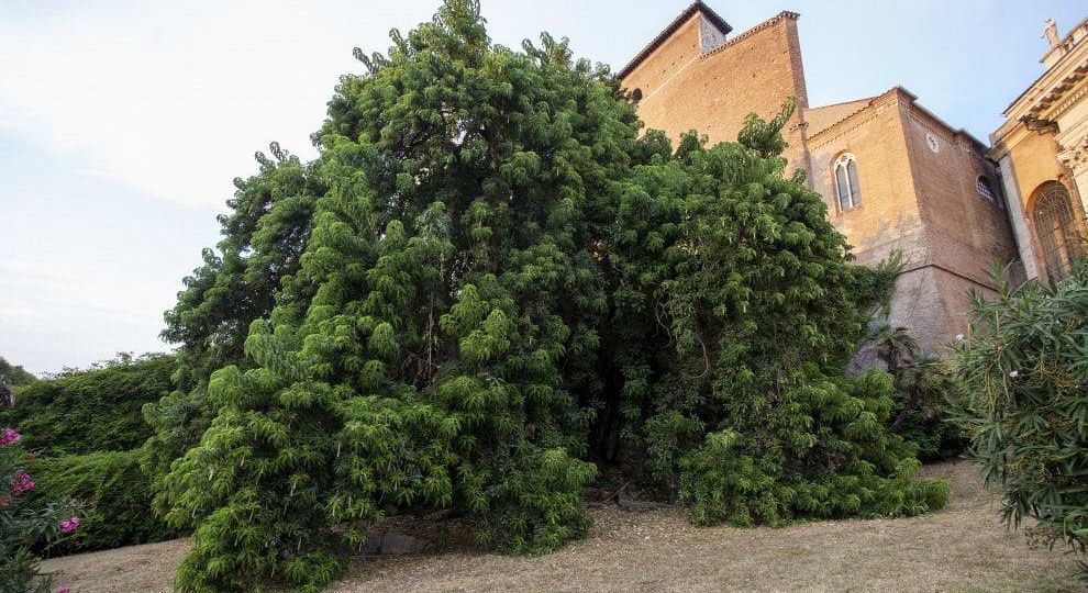 AURA 2022, Alberi e uomini per resistere assieme. Un Progetto di Resilienza Culturale