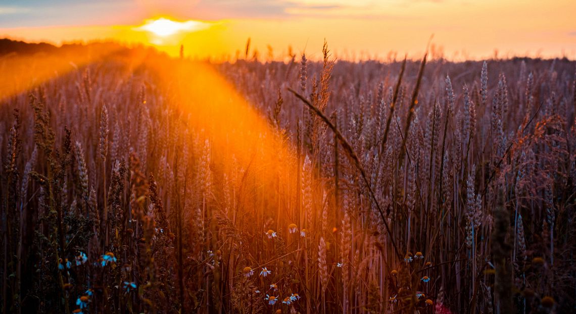 Una raccolta di buone pratiche verso il Food systems summit