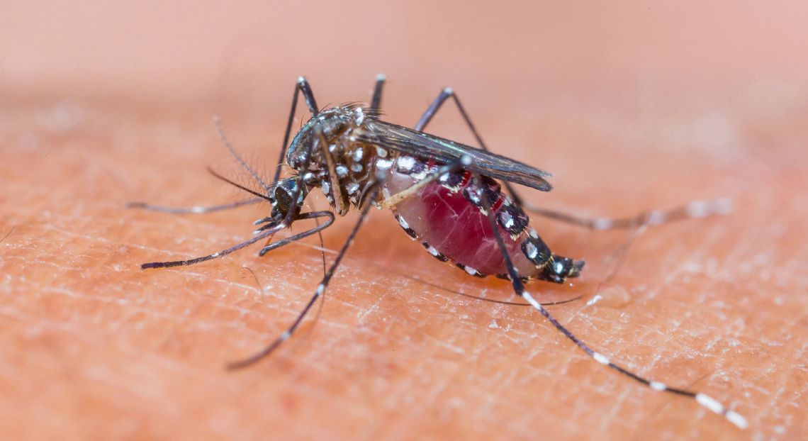 Dai vaccini alla biotecnologia, ecco le strategie per sconfiggere la malaria