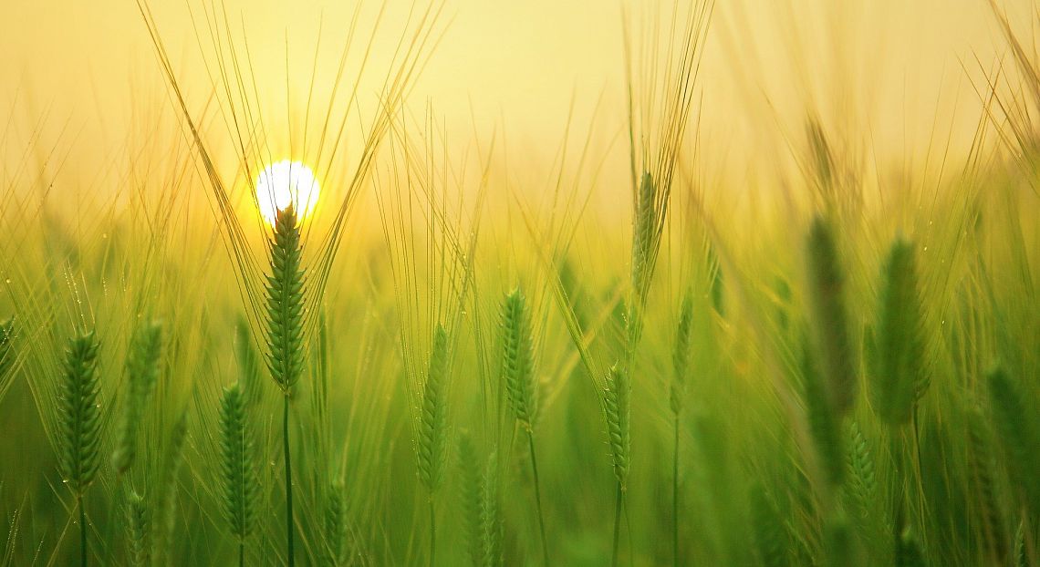 Pnrr e nuova Pac per accelerare la transizione del settore agricolo nazionale