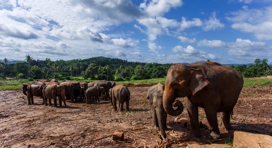 Per evitare future pandemie occorre tutelare il benessere animale e la natura