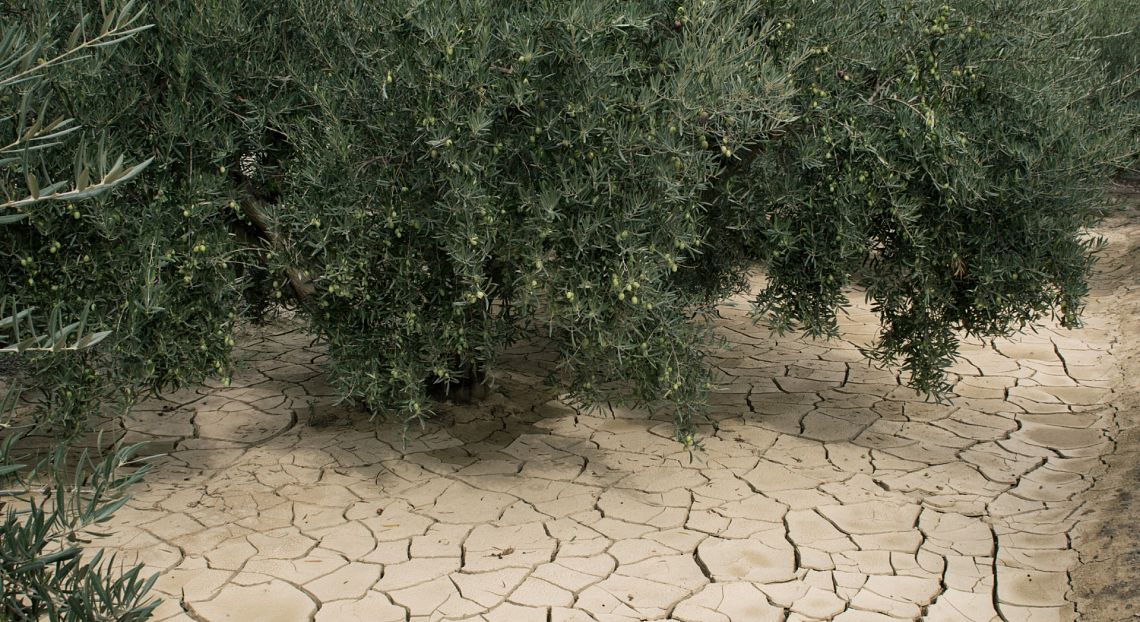 Sempre più evidenti gli effetti della crisi climatica in Sicilia e Sardegna