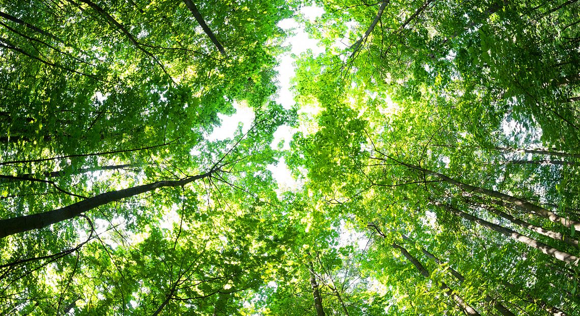 Addio a magnolie, querce e aceri: il 30% degli alberi al mondo rischia l’estinzione